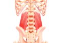 Quadratus Lumborum Massage