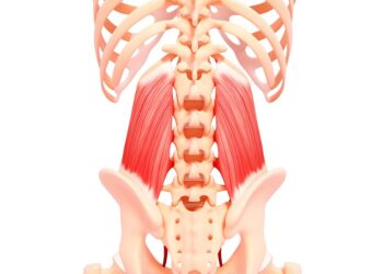 Quadratus Lumborum Massage 
