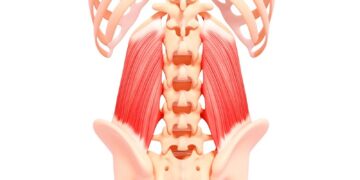 Quadratus Lumborum Massage 