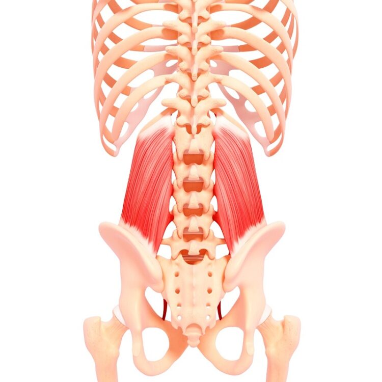 Quadratus Lumborum Massage - BBC TRIBUNE