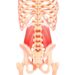 Quadratus Lumborum Massage