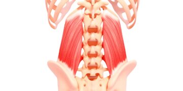 Quadratus Lumborum & The Lower Back
