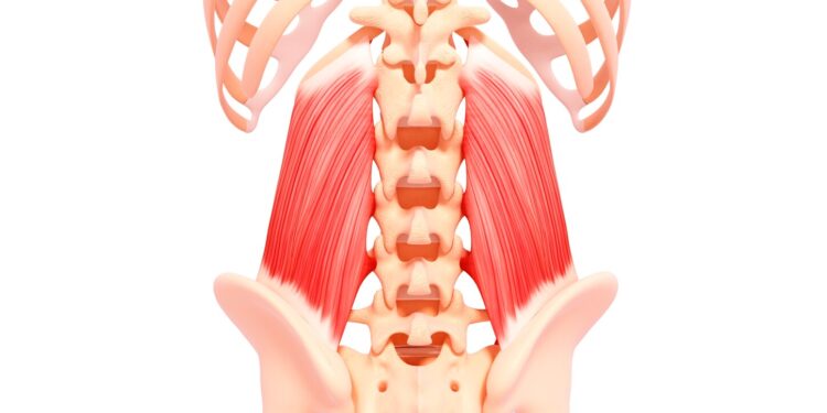 Quadratus Lumborum & The Lower Back