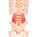 Quadratus Lumborum & The Lower Back