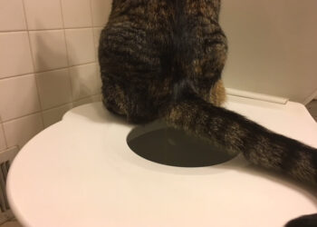 cat toilet training seat