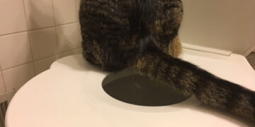 cat toilet training seat
