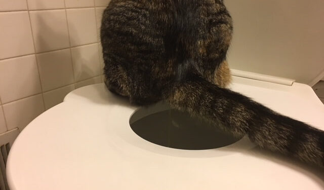 cat toilet training seat