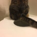 cat toilet training seat
